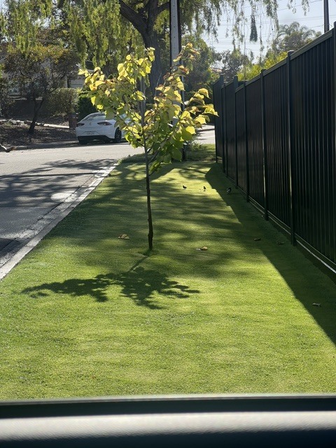 freshly mowed front yard lawn and tree