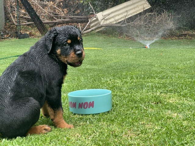 puppy sitting on well maintained grass with sprinkler on in the background