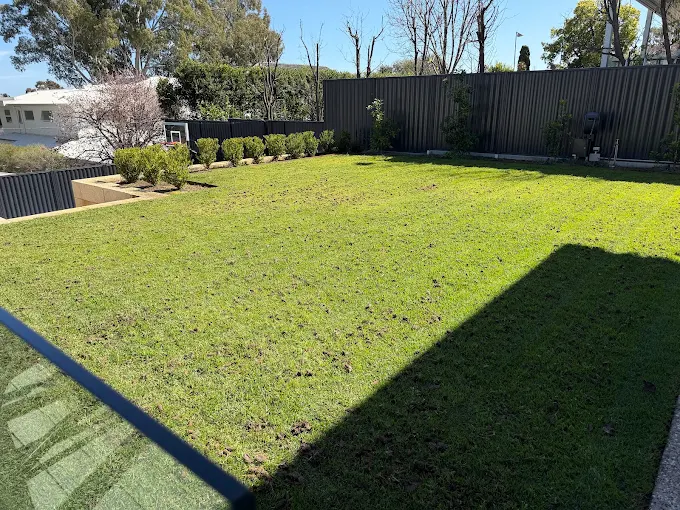 Freshly mowed and rejuvenated lawn with small hedge plants along edge.